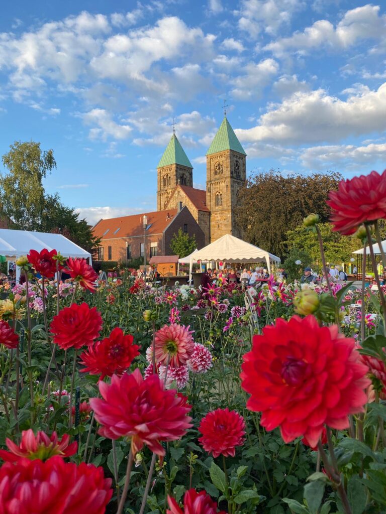Im Dahliengarten im Schatten der Legdener Brigida-Kirche findet am 19. und 20. August 2023 das Wochenende der Dahlie statt.